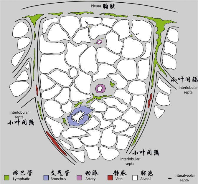 图片[3]-支气管及肺小叶解剖 | 每周呼吸-每周呼吸