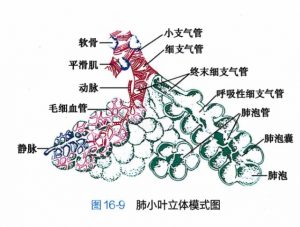 图片[2]-支气管及肺小叶解剖 | 每周呼吸-每周呼吸