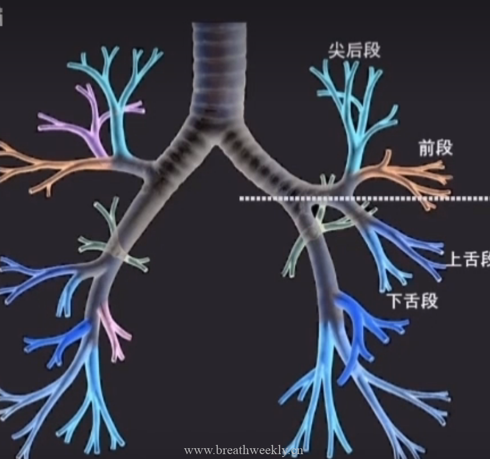 胸部CT支气管分段左肺 | 每周呼吸-每周呼吸