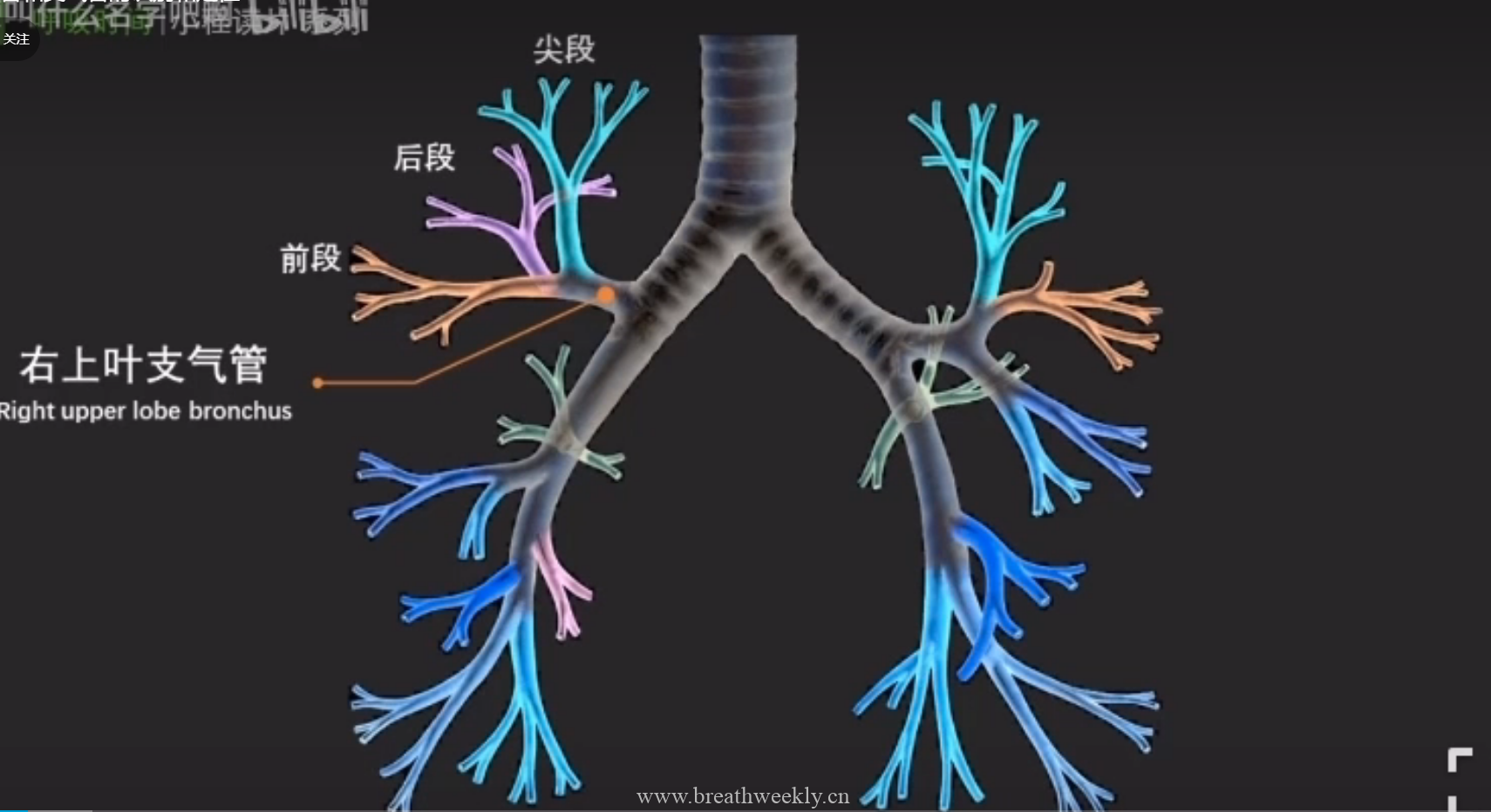 胸部CT支气管分段右肺 | 每周呼吸-每周呼吸