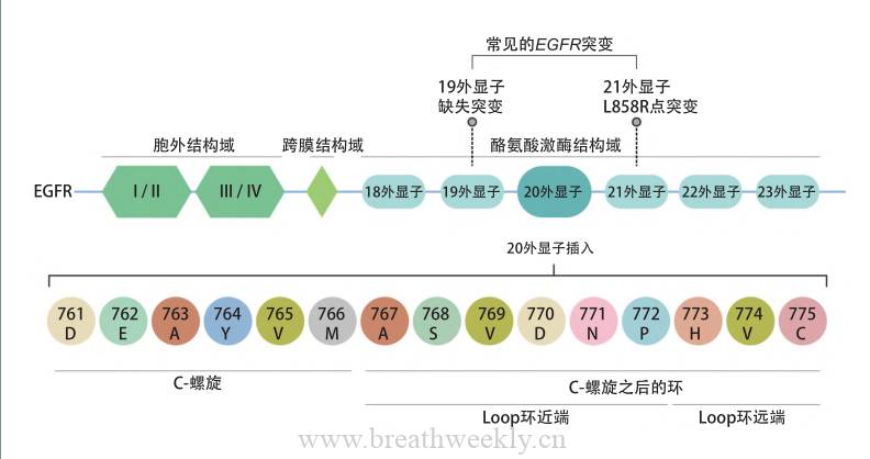 图片[1]-NSCLC中的20外显子插入（exon 20 insertion）管理-读书笔记 | 每周呼吸-每周呼吸